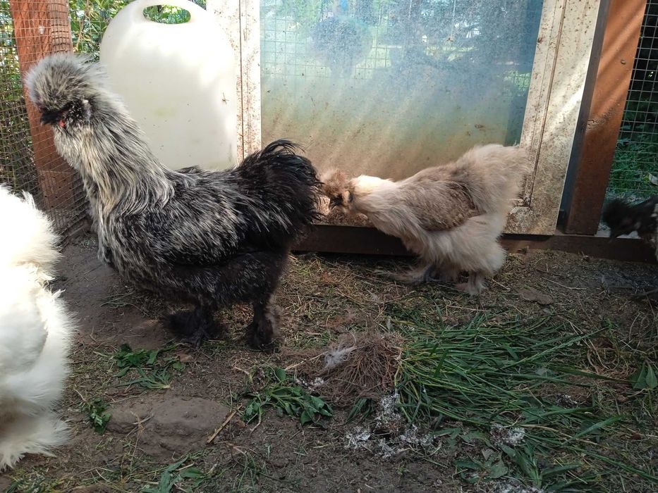 Silki, kochin miniaturowy, Białoczub jaja lęgowe