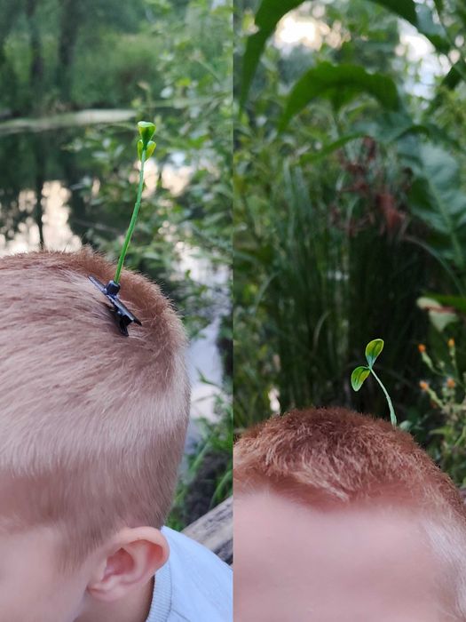 Заколка росток, растение