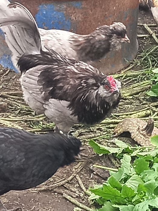 Продам породистих півнів