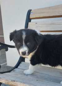 Border Collie piesek