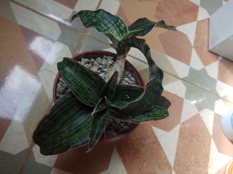 Sansevieria сансевиерия клеопатра