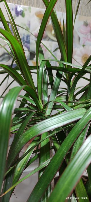 Драцена  в горшику