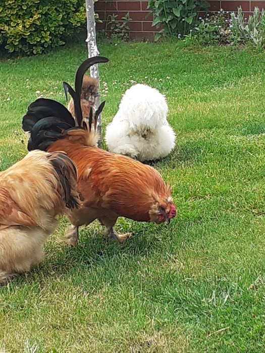 Ładny kogut ozdobny