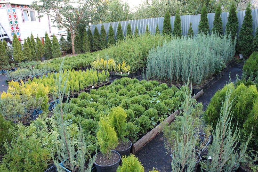 Туї, саджанці  (Туя Смарагд, Даніка,  Колоновидна), ялівець, самшит