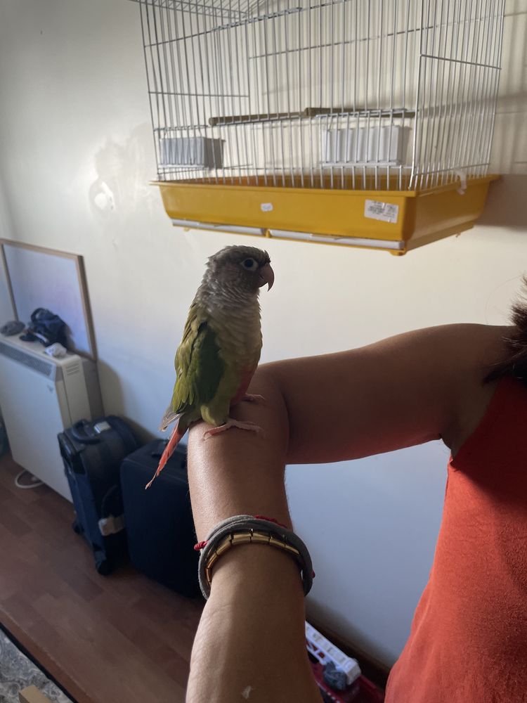 pyrrhuras criado a mão