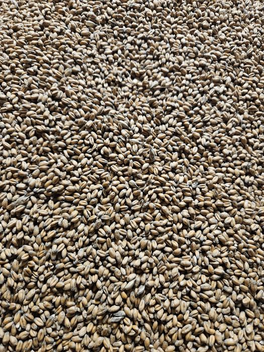 Przenica zimowa tegoroczna