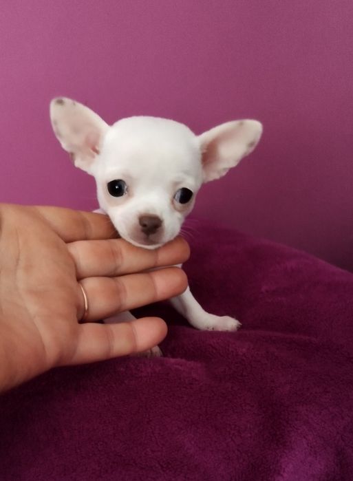 Chihuahua mini suczka
