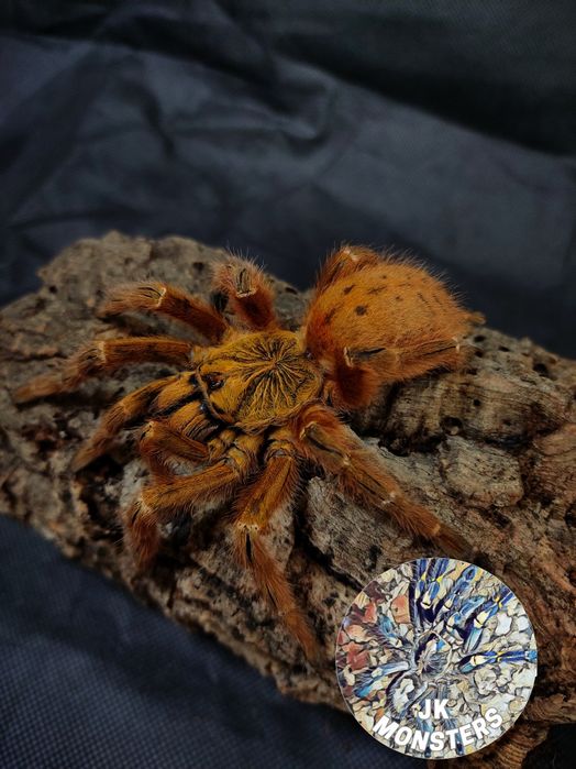 Pająk/Ptasznik Pterinochilus murinus USAMBRA +gratisy