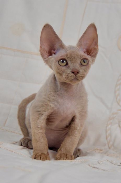 Хлопчик девон лілового окрасу