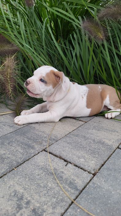 American Staffordshire Terrier płowa suczka FCI