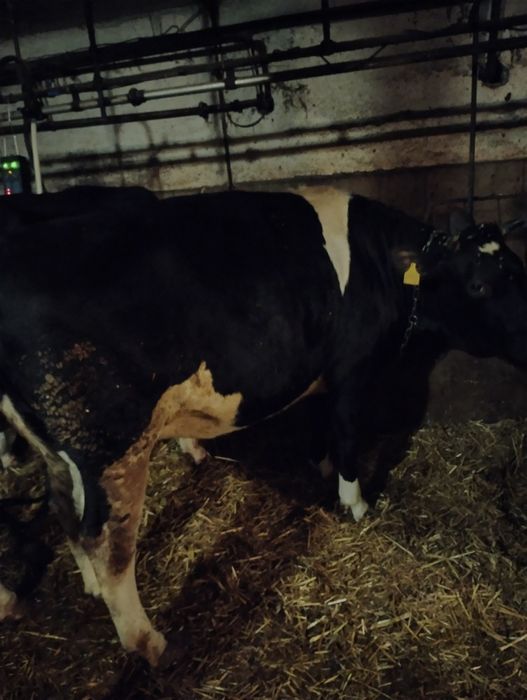 Jałówka wysokocielna