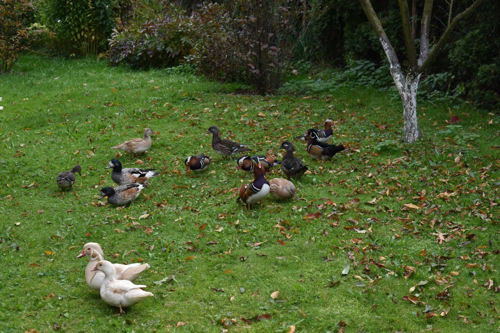 Kaczki mandarynki i karolinki