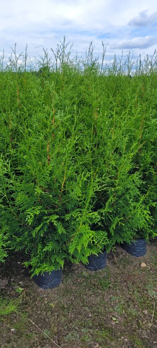 Tuja Brabant 120 cm tuje 140 thuja poznan drwesa