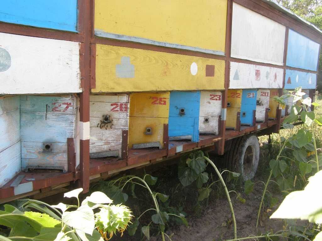 продаю бджолопавільйон Колосок на 28 сімей