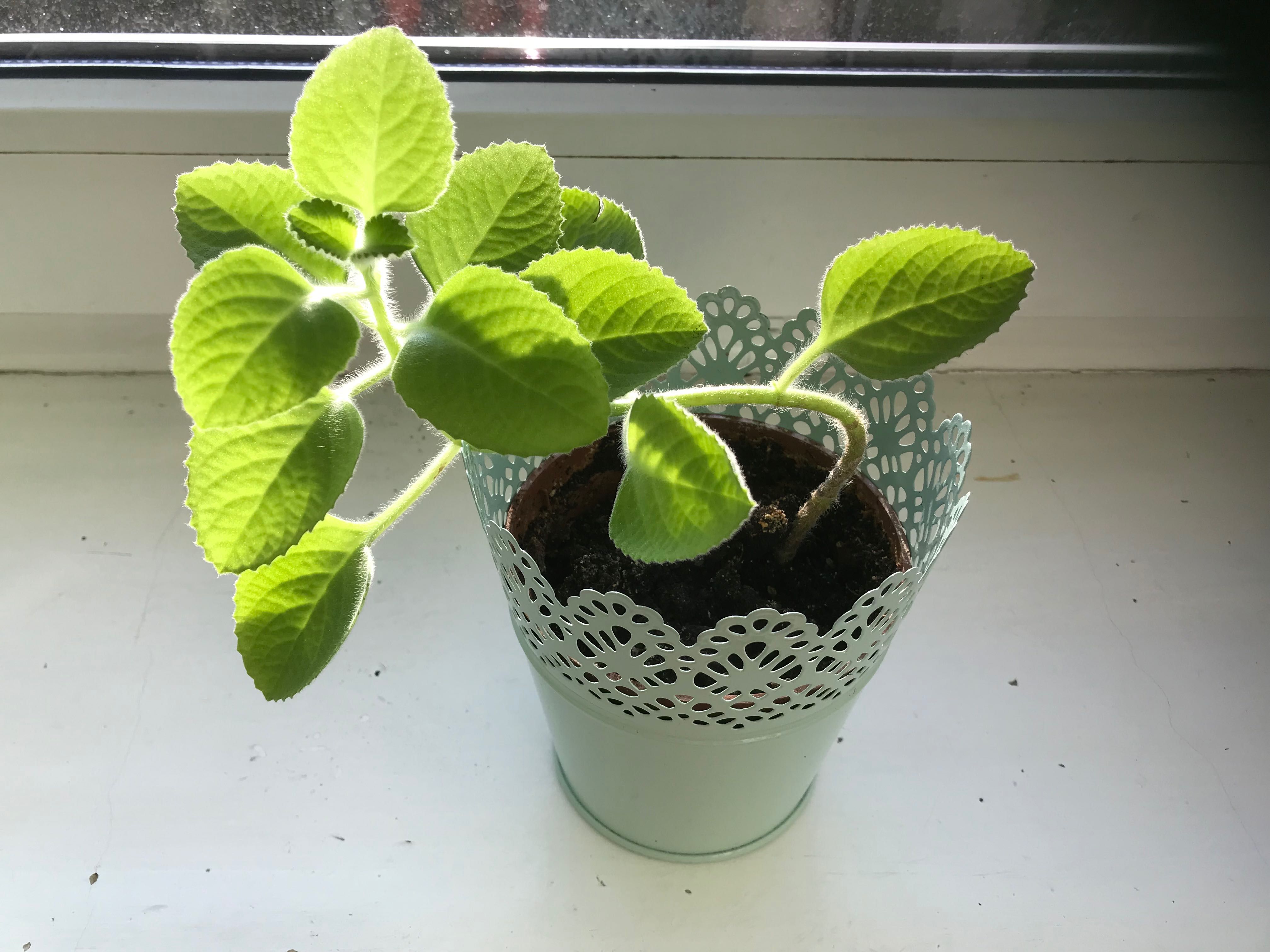 Oregano kubańskie