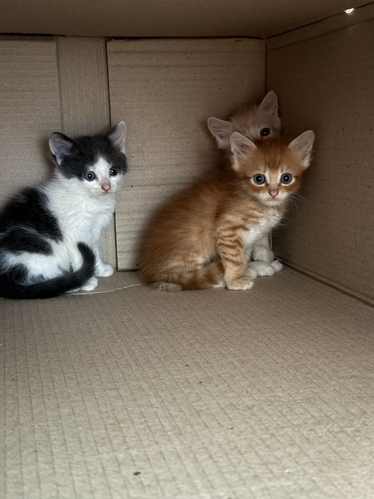 Котики шукають люблячу сімʼю