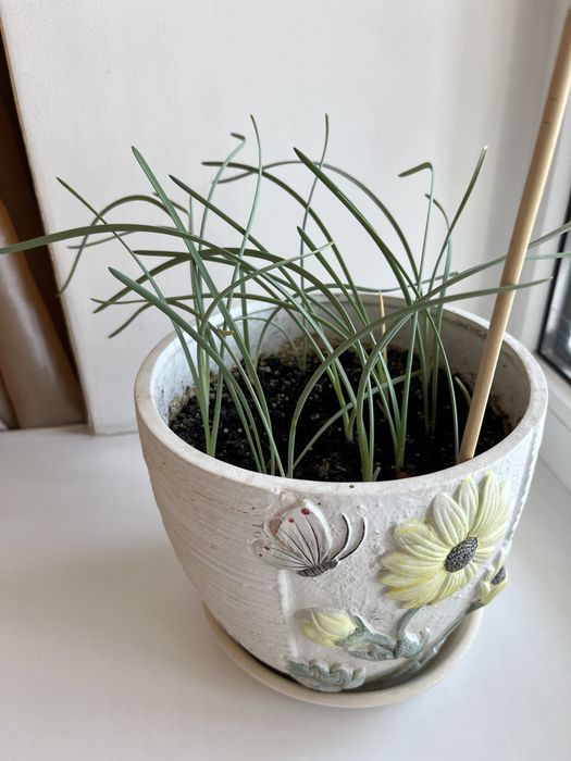 Лилия Шарона. Панкраций морской.