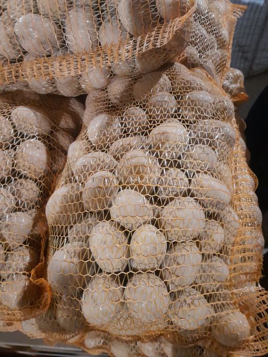 Ziemniaki Red Sonia, Soraya, Gala, Vineta, Corinna, Belmonda, Red Lad