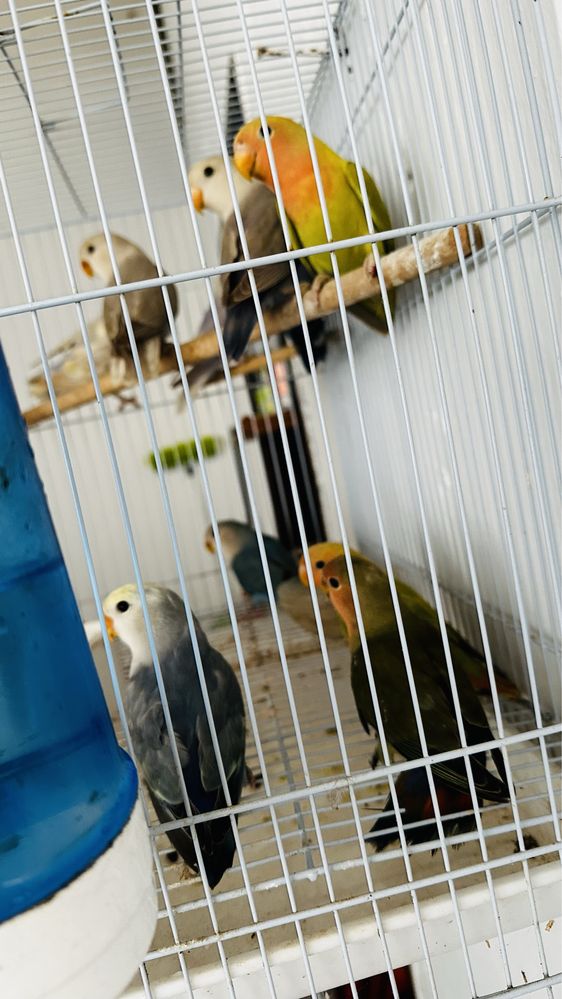 Rosicollis , unidade , casal ou lote