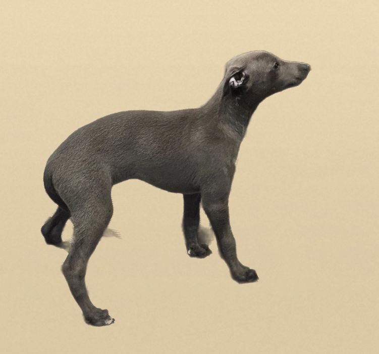 Chart angielski whippet suczka