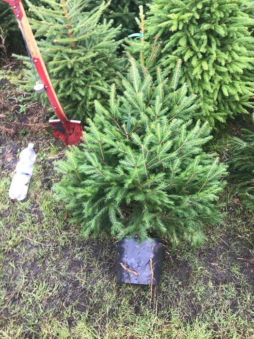 Jodła Kaukaska Donica