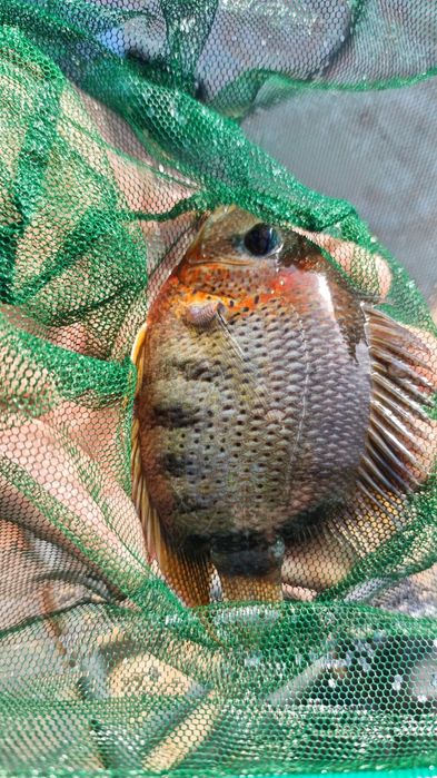 Heros severum rocktail  15cm