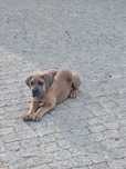 Macho cane corse italiano