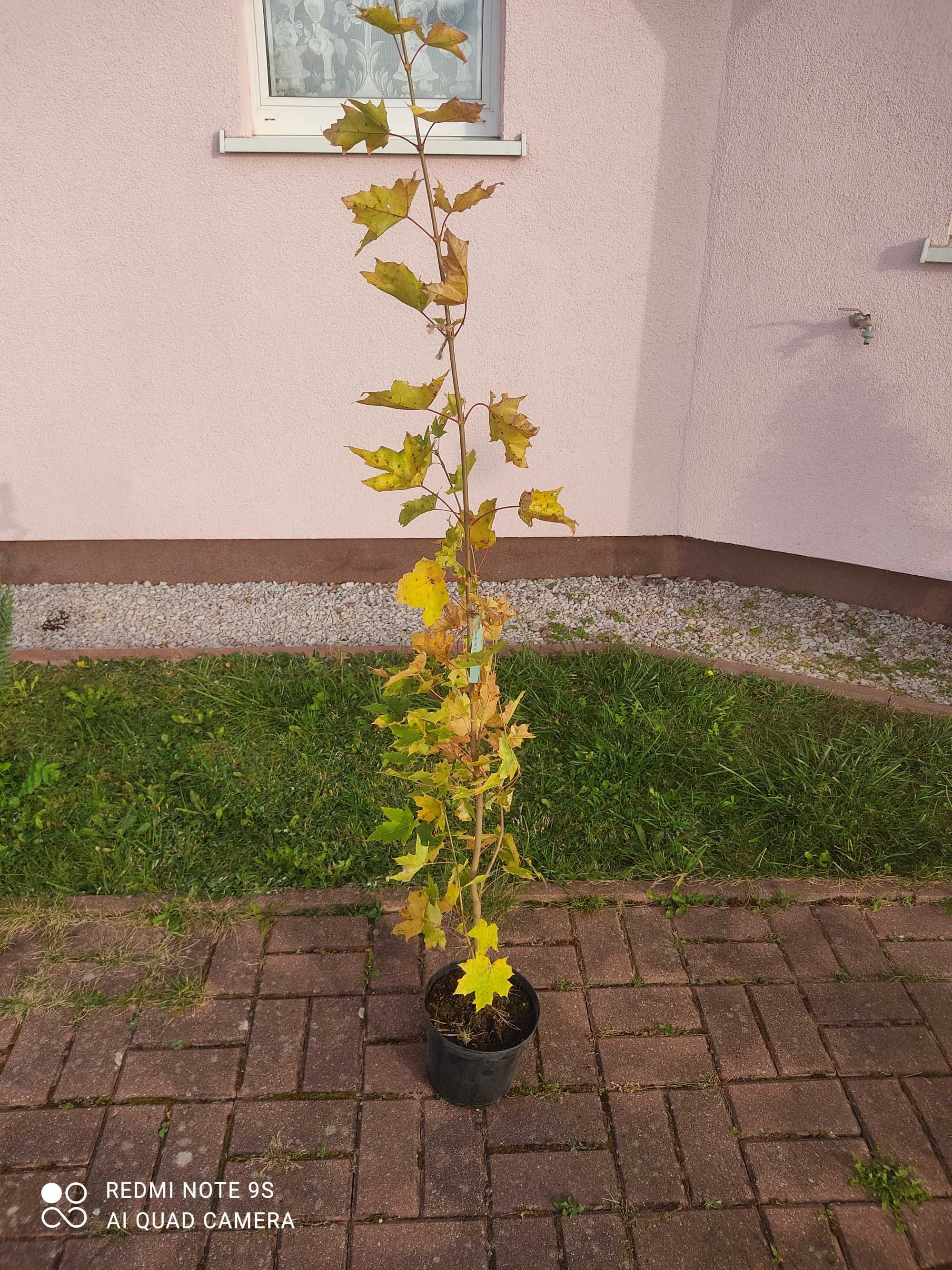 Drzewo klon pospolity wys. 150 cm w doniczce.