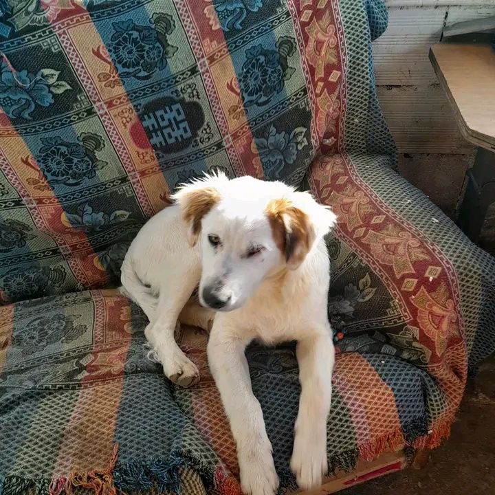 Cao para adopcao