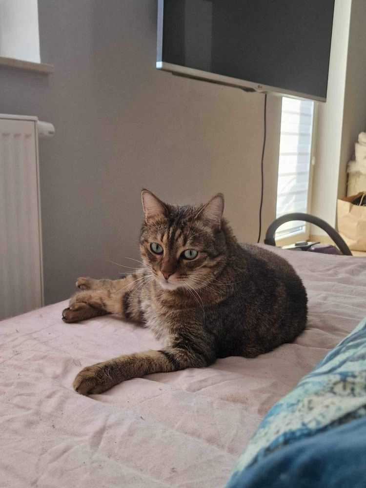 Kotek tomon szuka romu do adopcji