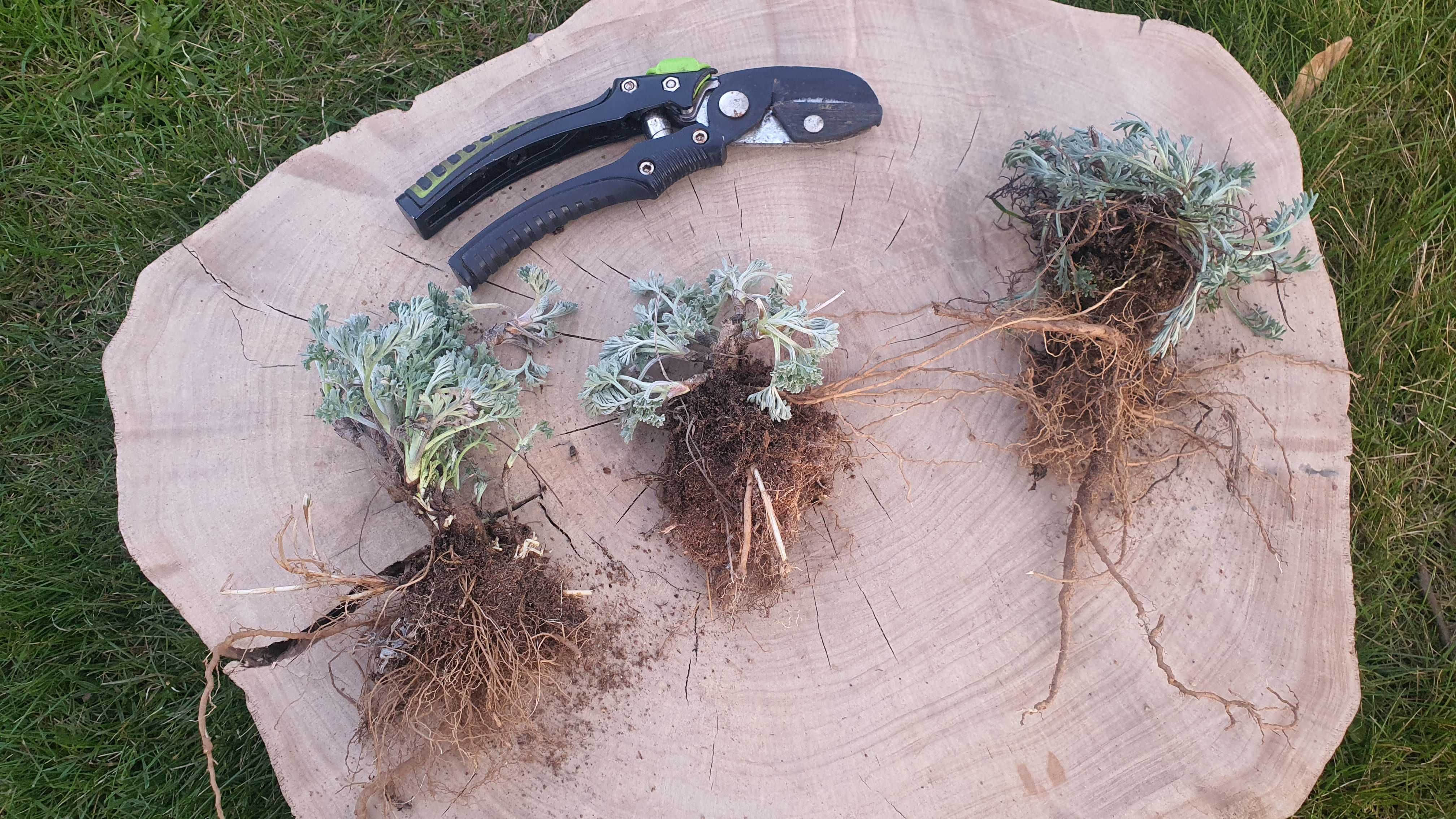 Sadzonki Bylica Piołun Artemisia absinthium sadzonka 10 sztuk