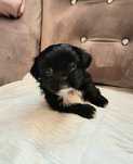 Cudna suczka, szczenię Shih tzu
