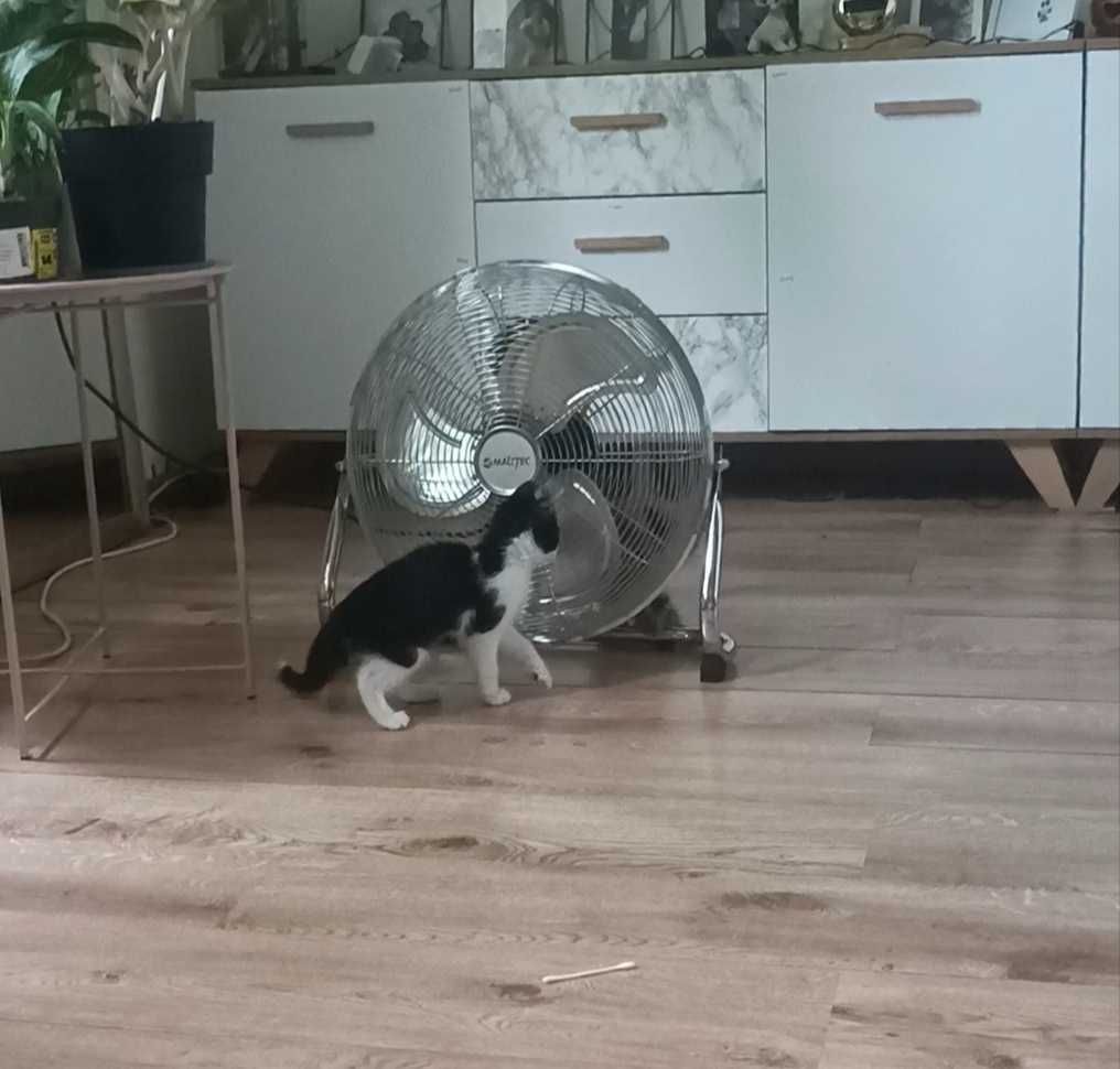 Trzy małe kocurki do adopcji
