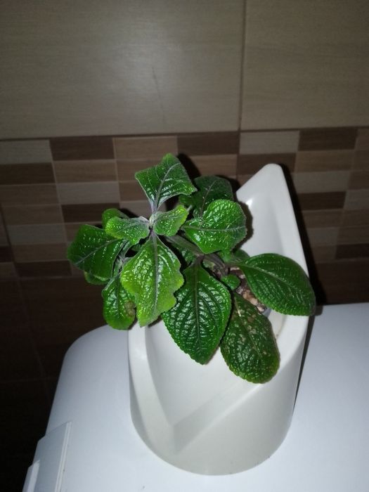 Аглаонема, Еппіпремнум, Епісція, Маранта, Агава