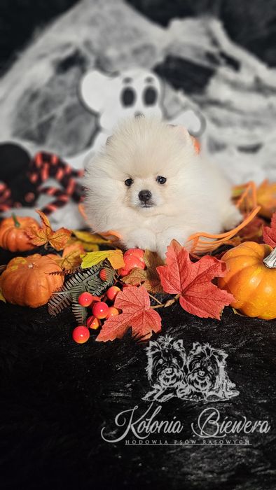 Szpic Miniaturowy piesek Paszport!!!