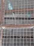 Aves barros da silva