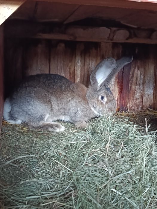 Olbrzym belgijski samce