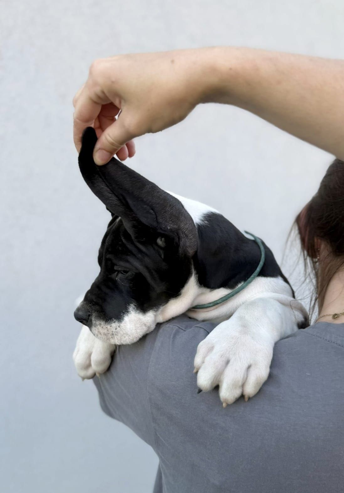 Gotowy na nowy dom. Dog niemiecki FCI płaszczowy z domowej hodowli