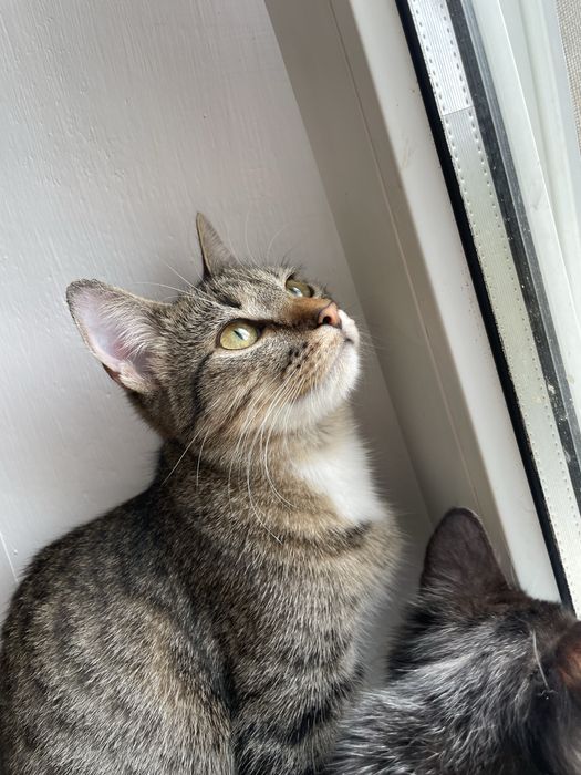 Кіт, кошеня, кошенятко, в пошуках свмʼї