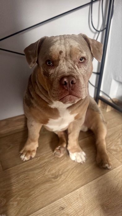 Хлопчик Американського Буллі