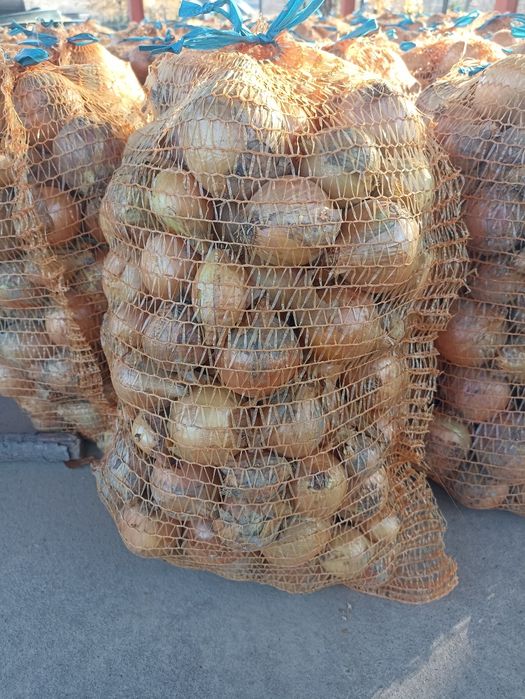 Cebula z własnej uprawy