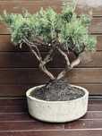 Bonsai z jałowca w ręcznie wykonanej betonowej donicy