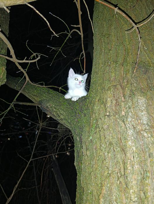 Відам білого кота