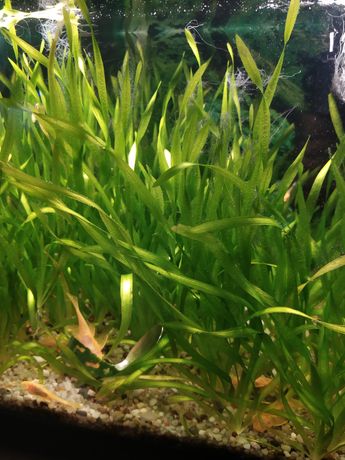 Trawka spiralna mini - roślina do akwarium