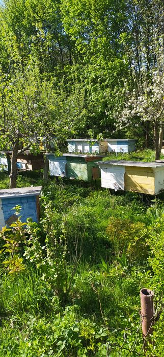 Продам бджолопакети