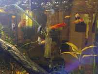 Guppy jovems para troca