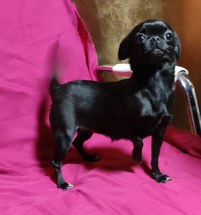 Чихуахуа девочка