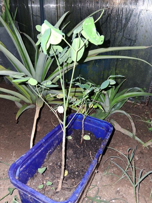 Moringa planta para venda