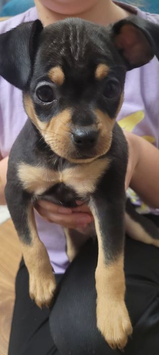 Oddam pieski w dobre ręce