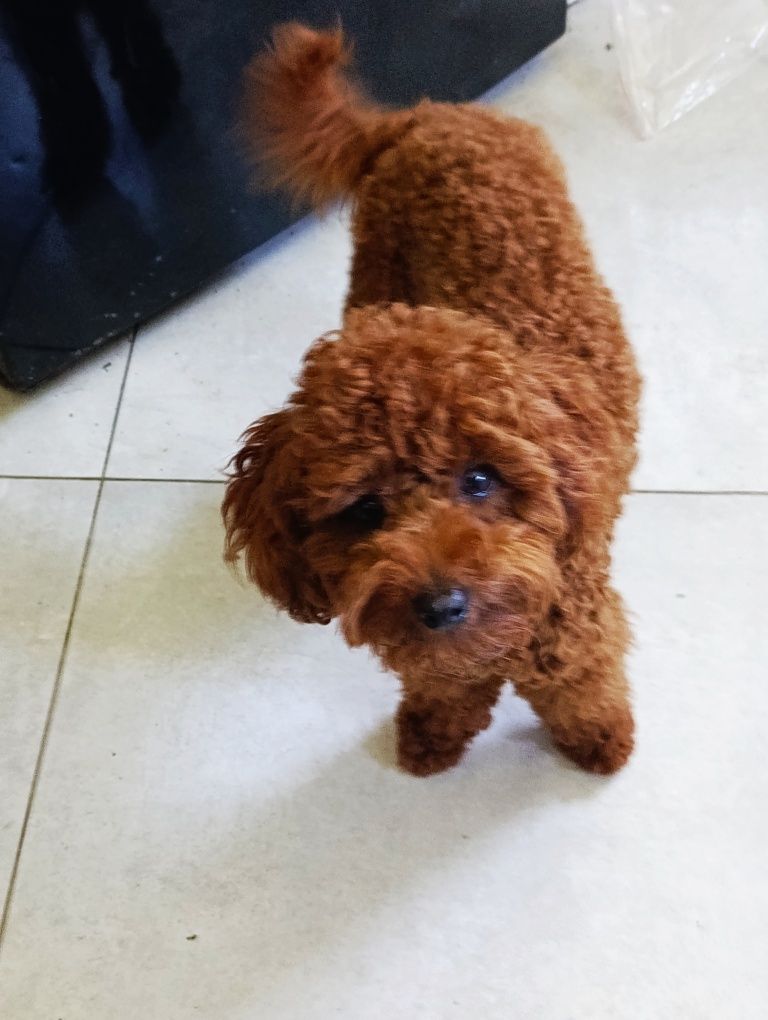 Pudel toy piesek Kosmo
